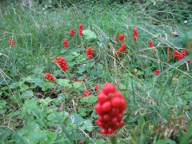 Petite Troupe D'arums En Fruits 1